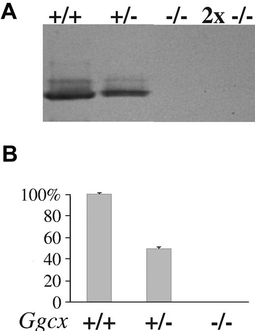 Figure 2. Analysis of γ-carboxylase expression. (A) Western blot analysis of mouse fetal liver microsomes probed with an antibody raised against recombinant bovine γ-carboxylase. All lanes were loaded with 5 ng of microsomal protein except for the 2x −/− lane, which contains 10 ng of microsomal protein. (B) Incorporation of 14CO2 into FLEEL by solubilized γ-carboxylase from the livers of Ggcx+/+ mice was considered 100% γ-carboxylase activity, and the incorporation of 14CO2 by solubilized carboxylase from Ggcx+/− and Ggcx−/− mice were expressed as a percentage of the wild-type. Mean values; error bars indicate ± SD.
