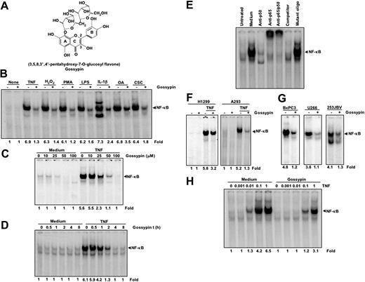 Figure 1. Gossypin inhibits both constitutive and inducible NF-κB activation. (A) Structure of gossypin. (B) Gossypin blocked NF-κB activation induced by TNF, H2O2, PMA, Lipopolysaccaride (LPS), interleukin-1β (IL-1β), okadaic acid (OA), cigarette smoke condensate (CSC). KBM-5 cells (2 × 106) were preincubated for 30 minutes at 37°C with 50 μM gossypin and then treated with TNF (0.1 nmol/L, 30 minutes), H2O2 (500 μM, 2 hours), PMA (25 ng/mL, 1 hour), LPS (100 ng/mL, 2 hours), IL-1β (100 ng/mL, 30 minutes), OA (500 nM, 4 hours), CSC (10 μg/mL, 1 hour). Nuclear extracts were prepared and assayed for NF-κB activation using EMSA. (C) Gossypin suppressed TNF-induced NF-κB in a dose-dependent manner. Human myeloid leukemia KBM-5 cells (2 × 106) were incubated with different concentrations of gossypin for 2 hours and then treated with 0.1 nmol/L TNF for 30 minutes. Nuclear extracts were prepared and assayed for NF-κB activation by EMSA. (D) Gossypin suppressed TNF-induced NF-κB in a time-dependent manner. Human myeloid leukemia KBM-5 (2 × 106) cells were incubated with 50 μM gossypin for the indicated time periods and then treated with 0.1 nmol/L TNF for 30 minutes. Nuclear extracts were then prepared and assayed for NF-κB activation by EMSA. (E) NF-κB consists of p50 and p65 subunits, and its binding to DNA is specific. Nuclear extracts from KBM-5 cells (2 × 106 cells/mL) left untreated or treated with 0.1 nm/L TNF were incubated at 37°C for 30 minutes with different antibodies or unlabeled NF-κB oligonucleotide probes and then tested for NF-κB activation, as described in “Materials and methods.” (F) Gossypin blocked TNF-induced NF-κB activation in human lung adenocarcinoma H1299 cells and embryonic kidney A293 cells that had been preincubated with 50 μM gossypin for 2 hours and 0.1 nmol/L TNF for 30 minutes. (G) Gossypin suppressed constitutive activation of NF-κB in BxPC3, U266, and 253JBV cells. Cells were incubated with 50 μM gossypin for 2 hours. Nuclear extracts were then prepared and assayed for NF-κB activation by EMSA. (H) Gossypin blocked various concentrations of TNF-induced NF-κB activation.