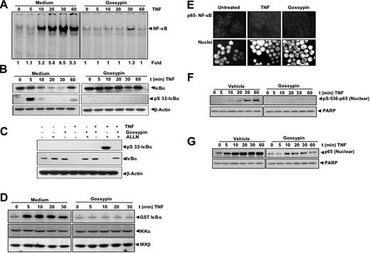 Figure 2. Gossypin inhibits TNF-induced NF-κB activation, IκBα degradation, IκBα phosphorylation, IKK activation, p65 nuclear translocation, and p65 phosphorylation. (A) Gossypin inhibited time-dependent TNF-induced activation of NF-κB. KBM-5 (2 × 106) cells were preincubated with 50 μM gossypin for 2 hours. They were then treated with 0.1 nmol/L TNF for the indicated times and analyzed for NF-κB activation by EMSA. (B) Effects of gossypin on TNF-induced degradation of IκBα. KBM-5 cells (2 × 106) were preincubated with 50 μM gossypin for 2 hours for the indicated times. Cytoplasmic extracts were prepared, fractionated by 10% SDS-PAGE, and electrotransferred to a nitrocellulose membrane. A Western blot analysis was performed using anti- IκBα. (C) Gossypin suppressed TNF-induced phosphorylation of IκBα. KBM-5 cells (2 × 106) were preincubated with 50 μM gossypin for 2 hours. N-acetyl-Leu-Leu-norleucinal was added, and the cells were treated with 0.1 nmol/L TNF for 15 minutes. Cytoplasmic extracts were prepared, fractionated by 10% SDS-PAGE, and electrotransferred to a nitrocellulose membrane. A Western blot analysis was performed using antiphospho-specific IκBα and anti-IκBα. (D) Gossypin suppressed the TNF-induced activation of IKK. KBM-5 cells were pretreated with 50 μM gossypin for 2 hours and then treated with 1 nmol/L TNF for the indicated times. Whole-cell extracts were immunoprecipitated with an antibody against IKK-α and analyzed by immune complex kinase assay, as described in “Materials and methods.” To determine the effect of gossypin on the level of IKK proteins, whole-cell extracts were fractionated by SDS-PAGE and examined by Western blot analysis using anti-IKK-α and anti-IKK-β antibodies. (E) Immunocytochemical analysis of p65 localization. KBM-5 cells (2 × 106) were preincubated with 50 μM gossypin for 2 hours, TNF for 15 minutes, and subjected to immunocytochemical analysis, as described in Materials and methods. (F,G) Effects of gossypin on TNF-induced phosphorylation of p65. KBM-5 cells (2 × 106) were preincubated with 50 μM gossypin for 2 hours and then treated with 0.1 nmol/L TNF for the indicated times. Nuclear extracts were prepared, fractionated by 10% SDS-PAGE, and electrotransferred to a nitrocellulose membrane. A Western blot analysis was performed using phosphospecific p65.