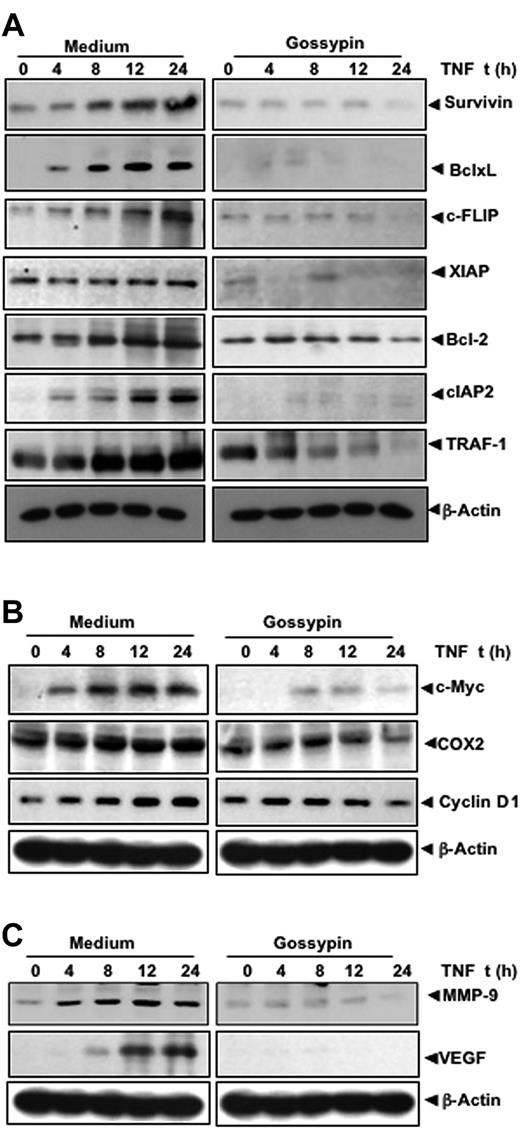 Figure 4. Gossypin inhibits TNF-induced expression of NF-κB–regulated gene products. KBM-5 cells were preincubated with 50 μM gossypin for 2 hours and 1 nmol/L TNF for the indicated times. Whole-cell extracts were prepared and analyzed by Western blot analysis using the indicated antibodies.
