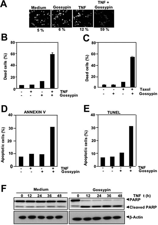 Figure 5. Gossypin potentiates the apoptotic effects of TNF and chemotherapeutic agents. (A,B) Live/dead assay results indicate that gossypin upregulated TNF-induced cytotoxicity. KBM-5 cells were preincubated with 50 μM gossypin for 2 hours and then treated with 1 nmol/L TNF for 24 hours. Cells were stained with live/dead assay reagent for 30 minutes and then analyzed with a fluorescence microscope, as described in “Materials and methods.” (C) Gossypin enhanced Taxol-induced cytotoxicity. KBM-5 cells were pretreated with 50 μM gossypin and then incubated with 3 nmol/L of Taxol for 24 hours. Thereafter, cell viability was analyzed by the 3-(4,5-dimethylthiazole-2-yl)-2,5-diphenyltetrazolium bromide method, as described in Materials and methods. (D) Cells were pretreated with 50 μM gossypin for 2 hours and then incubated with 1 nM TNF for 16 hours. Cells were incubated with anti-annexin V Ab conjugated with FITC and then analyzed with a flow cytometer to identify early apoptotic effects. (E) TUNEL staining shows that TNF-induced apoptosis was enhanced by incubation with gossypin. KBM-5 cells were preincubated with 50 μM gossypin for 2 hours and then treated with 1 nmol/L TNF for 16 hours. Cells were fixed, stained with TUNEL assay reagent, and analyzed by flow cytometry, as described in Materials and methods. (F) Gossypin potentiated TNF-induced apoptosis. KBM-5 cells were preincubated with 50 μM gossypin for 2 hours and then treated with 1 nmol/L TNF for the indicated times. Whole-cell extracts were prepared, subjected to SDS-PAGE, and blotted with anti-PARP antibody.