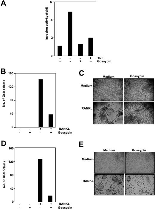 Figure 6. Gossypin inhibits TNF-induced invasion and RANKL-induced osteoclastogenesis. (A) Gossypin suppressed TNF-induced invasion. H1299 cells were seeded in the top of a Matrigel invasion chamber overnight in the absence of serum, preincubated with 50 μM gossypin for 2 hours, treated with 1 nmol/L TNF for 24 hours in the presence of 1% serum, and then subjected to an invasion assay, as described in “Materials and methods.” (B and C) Gossypin inhibited RANKL-induced osteoclastogenesis. RAW 264.7 cells were incubated alone or with RANKL (5 nmol/L), with or without 50 μM gossypin, for 5 days and stained for TRAP expression. (B,D) Multinucleated (three nuclei) osteoclasts were counted. (C) TRAP-positive cells were photographed (10× 0.25 objective, TMS, Nikon, Tokyo, Japan; Coolpix 950 color camera, Nikon, Lewisville, TX). Original magnification, ×100. (D,E) Gossypin inhibited RANKL-induced osteoclastogenesis. Mouse (C57BL/6J) primary bone marrow cells were incubated alone or with RANKL (5 nmol/L), with or without 50 μM gossypin, for 3 days and stained for TRAP expression. (D) Multinucleated (three nuclei) osteoclasts were counted. (E) TRAP-positive cells were photographed. Original magnification, ×100.