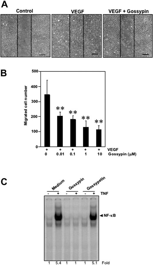 Figure 7. Gossypin inhibits the VEGF-induced migration of human umbilical vein vascular endothelial cells. (A) Wound-healing/migration. HUVECs were plated, scraped, and incubated in medium with 4 ng/mL VEGF in the presence or absence of various concentrations (0.01-10 μM) of gossypin. The cells migrated into the scraped area. Representative photomicrographs of untreated control cells (left) and cells treated with VEGF (center) or VEGF plus gossypin (right) are shown. Dotted lines indicate the initial scraping, scale bar = 200 μm. (B) Quantitative measurement of cell migration. Data are expressed as the migrated cells number in the VEGF-treated cultures. The data shown are representative of three independent experiments. **P < 0.01 versus VEGF-treated control. (C) Comparison between the activity of gossypin and its aglycone-gossypetin for TNF-induced NF-κB activation. Human myeloid leukemia KBM-5 (2 × 106) cells were incubated with 50 μM gossypin and goosypetin for 2 hours and then treated with 0.1 nmol/L TNF for 30 minutes. Nuclear extracts were then prepared and analyzed for NF-κB activation by EMSA.