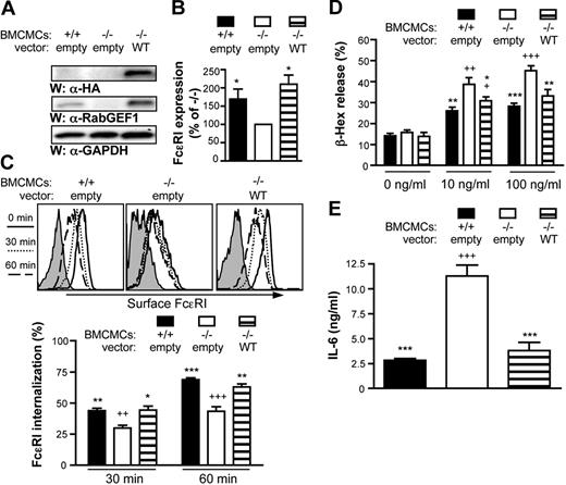 Figure 1. Expression of WT RabGEF1 in −/− BMCMCs normalizes basal FcϵRI surface expression, FcϵRI internalization, and IgE + Ag–induced degranulation and IL-6 production. (A) RabGEF1 +/+ and −/− BMCMCs were infected with control lentiviral vector (empty) or the lentiviral vector containing RabGEF1 cDNA (WT), then sorted by GFP expression. Total cell lysates were analyzed by Western blot using α-HA and α-RabGEF1 Abs. Blots were reprobed with α-GAPDH Abs to show loading. (B) Basal FcϵRI surface expression was analyzed on the indicated mast cell populations by flow cytometry. Data represent mean fluorescent intensity (MFI) of the indicated BMCMC population divided by MFI of the corresponding −/− empty vector control–treated BMCMCs (× 100%) pooled from 4 separate experiments + SEM (n = 4). (C) Infected BMCMCs generated as in panel A were sensitized for 16 hours in DMEM + 10% FCS containing 2 μg/mL IgE, then stimulated with biotinylated α-IgE Abs for the indicated times. Surface α-IgE was assessed by streptavidin (SA)–APC fluorescence and analyzed by flow cytometry. Gray represents SA-APC only. Histograms (top panels) are representative of results obtained in 5 separate experiments. The bar graph (bottom panel) shows the mean + SEM of percentage FcϵRI internalization determinations from 5 separate batches of BMCMCs. Percentage FcϵRI internalization was calculated by subtracting mean fluorescence intensity at 30 or 60 minutes from mean fluorescence intensity at 0 minute and dividing this number by mean fluorescence intensity at 0 minute (× 100%). (D-E) Infected BMCMCs generated as in panel A were sensitized for 16 hours with 2 μg/mL IgE, then (D) degranulation was quantified by measuring release of β-hexosaminidase (β-Hex) 1 hour after challenge with the indicated concentrations of DNP, and (E) IL-6 production was quantified 6 hours after challenge with 20 ng/mL DNP. Results in panels D-E are the mean + SEM of 9 separate determinations from 3 batches of BMCMCs. (B) * indicates P < .05 versus assigned −/− value of 100%. (C-E) + indicates P < .05; ++, P < .01; +++, P < .001 versus corresponding +/+ “empty” values; * indicates P < .05; **, P < .01; ***, P < .001 versus corresponding −/− “empty” values.