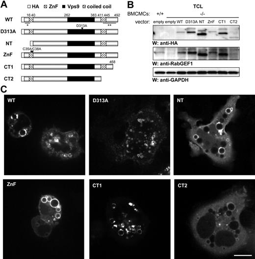 Figure 2. RabGEF1 mutants can be expressed in mast cells. (A) Schematic of the RabGEF1 mutants used in this study, with the ZnF, Vps9, and coiled coil domains indicated. Numbering corresponds to amino acid residues in the mouse RabGEF1 sequence. Arrows indicate point mutations. All constructs were HA-tagged at the N-terminus. * indicates α-RabGEF1 (Ac-KSER) Ab epitope; **, α-RabGEF1 (BD Biosciences) Ab epitope. (B) Total cell lysates from +/+ and −/− BMCMCs infected with the indicated constructs were analyzed for RabGEF1 expression by Western blot using α-HA and α-RabGEF1 Abs. The blot was reprobed with α-GAPDH Abs to show loading. Results are representative of those obtained in 4 or more separate experiments. (C) RabGEF1−/− BMCMCs cells transiently transfected (24 hours) with the indicated GFP constructs were induced to adhere to fibronectin-coated coverslips and imaged in real time by spinning-disc confocal microscopy. Bar (for scale of all images in C) represents 10 μm. Cells were imaged by spinning disc confocal Axiovert 200M microscope (Zeiss, Germany) with a 63× oil objective and CoolSNAP HQ CCD camera. Images were collected using slidebook software (v. 4.1.15; 3I, Denver, CO) and exported into Adobe Photoshop (v. 7.0), where signals were balanced and cropped.