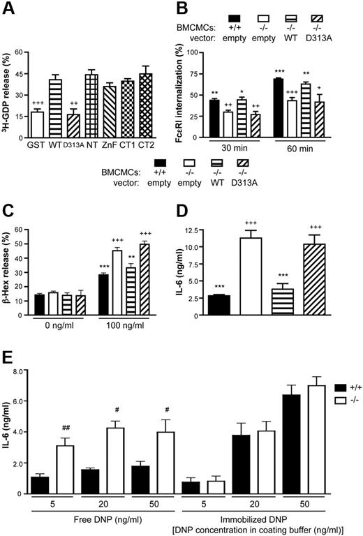 Figure 4. The Vps9 domain of RabGEF1 is critical for GEF activity and the correction of −/− phenotypes. (A) Release of 3H-GDP (%) from Rab5 after a 30 minute incubation of 3H-GDP–loaded Rab5 with the indicated GST fusion proteins, as an assessment of GEF activity in vitro. Data shown are the mean + SEM from 3 separate experiments. ++ indicates P < .01; +++, P < .001 versus WT. (B) Percentage FcϵRI internalization (mean + SEM), determined as described in Figure 1C, from 5 (empty and WT) or 3 (D313A) separate batches of BMCMCs infected with the indicated lentiviral vectors. (C-D) IgE + Ag–induced (C) degranulation or (D) IL-6 production, determined as described in Figure 1D-E (mean + SEM of 9 separate determinations from 3 batches of BMCMCs). (E) IL-6 production by RabGEF1 +/+ or −/− BMCMCs sensitized for 16 hours in DMEM + 10% FCS containing 2 μg/mL IgE and stimulated for 6 hours in wells containing free or immobilized DNP at the indicated starting concentrations. (B-D) + indicates P < .05; ++, P < .01; +++, P < .001 versus corresponding +/+ “empty” values; * indicates P < .05; **, P < .01; ***, P < .001 versus corresponding −/− “empty” values. (E) # indicates P < .05; ##, P < .01 vs corresponding +/+ values. P < .01 vs corresponding +/+ values.