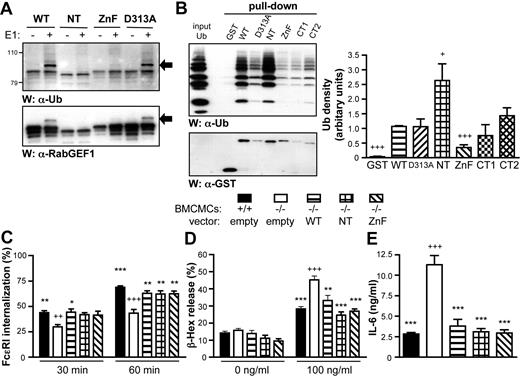Figure 5. The ZnF domain of RabGEF1 mediates ubiquitination in vitro, but is not required for the correction of FcϵRI aggregation-induced −/− phenotypes. (A) In vitro ubiquitination assays with WT or mutant RabGEF1 GST fusion proteins were performed + Ub and UbcH5a (E2), and ± Ub-activating enzyme (E1), as indicated. Samples were analyzed by Western blot using α-Ub and α-RabGEF1 Abs. Arrows indicate autoubiquitinated RabGEF1. (B) In vitro Ub pull-down assays (left panel) with WT or mutant RabGEF1 GST fusion proteins were performed in the presence of poly-Ub chains (Ub1-7, K48-linked) and analyzed by Western blot using α-Ub and α-GST Abs. Results in panels A and B are representative of those obtained in 4 or more separate experiments. Signals from 4 separate experiments were quantified by densitometric scanning and corrected for loading (B, right panel); data shown are mean + SEM. + indicates P < .05, +++, P < .001 versus WT. (C) Percentage FcϵRI internalization (mean + SEM), determined as described in Figure 1C, from 5 (empty and WT) or 3 (NT and ZnF) separate batches of BMCMCs infected with the indicated lentiviral vectors. (D-E) IgE + Ag–induced (D) degranulation or (E) IL-6 production, determined as described in Figure 1D-E (mean + SEM of 9 separate determinations from 3 batches of BMCMCs). (C-E) ++ indicates P < .01; +++, P < .001 versus corresponding +/+ “empty” values; * indicates P < .05; **, P < .01; ***, P < .001 versus corresponding −/− “empty” values.