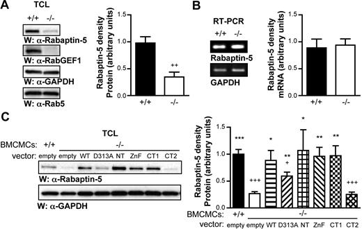 Figure 6. Rabaptin-5 levels are decreased in the absence of RabGEF1. (A) Total cell lysates from RabGEF1 +/+ and −/− BMCMCs were analyzed by Western blot using α–Rabaptin-5, α-RabGEF1, and α-Rab5 Abs (left panel). The blot was reprobed with α-GAPDH Abs to show loading. Results are representative of those obtained in 6 or more experiments. Rabaptin-5 signals from 6 separate experiments were quantified by densitometric scanning and corrected for loading (right panel). (B) Rabaptin-5 mRNA levels in +/+ and −/− BMCMCs were analyzed by semiquantitative RT-PCR (28 cycles; left panel). Signals from 3 separate experiments were quantified by densitometric scanning and corrected for loading (right panel). (C) Total cell lysates from Figure 2 B (RabGEF1 +/+ and −/− BMCMCs as well as −/− BMCMCs expressing the indicated RabGEF1 mutants) were analyzed by Western blot using α–Rabaptin-5 Abs (left panel). The blot was reprobed with α-GAPDH Abs to show loading. Rabaptin-5 signals from 4 (NT and D313A) or 5 separate experiments were quantified by densitometric scanning and corrected for loading (right panel). (A-C; right panels) Data shown are the mean + SEM. (A) ++ indicates P < .01 versus +/+. (C) + indicates P < .05; +++, P < .001 versus +/+ “empty” values; * indicate P < .05; **, P < .01; ***, P < .001 versus−/− “empty” values.