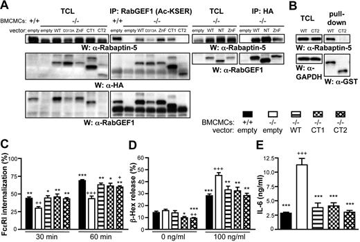 Figure 7. The coiled coil domain of RabGEF1 mediates Rabaptin-5 binding, but is not required for the correction of FcϵRI aggregation-induced −/− phenotypes. (A) RabGEF1 +/+ and −/− BMCMCs infected with the indicated constructs were subjected to immunoprecipitation with α-RabGEF1 (Ac-KSER) Abs (left panels) or α-HA Abs (right panels) and Western blot analysis with α–Rabaptin-5, α-HA, or α-RabGEF1 Abs, as indicated. (B) Pull-down assays on RabGEF1−/− BMCMC lysates with WT or CT2 RabGEF1 GST fusion proteins were analyzed by Western blot using α-Rabaptin-5, α-GST, and α-GAPDH Abs, as indicated. Results in panels A-B are representative of those obtained in 3 or more separate experiments. (C) Percentage FcϵRI internalization (mean + SEM), determined as described in Figure 1C, from 5 (empty and WT) or 3 (CT1 and CT2) separate batches of BMCMCs infected with the indicated lentiviral vectors. (D-E) IgE + Ag–induced (D) degranulation or (E) IL-6 production, determined as described in Figure 1D-E (mean + SEM of 9 separate determinations from 3 batches of BMCMCs). (C-E) ++ indicates P < .01; +++, P < .001 versus corresponding +/+ “empty” values; * indicates P < .05; **, P < .01; ***, P < .001 versus corresponding −/− “empty” values.