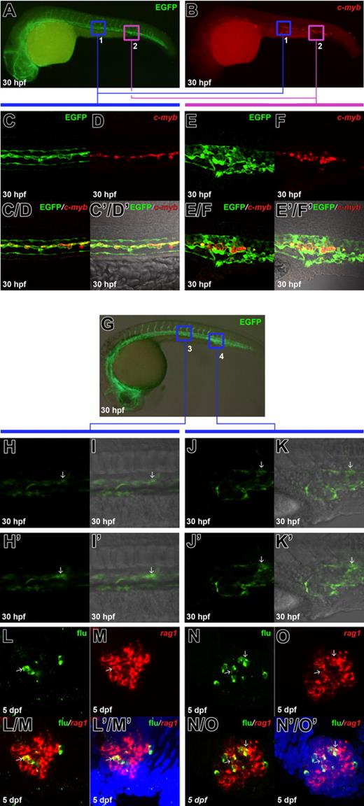 Figure 1. The fli1EGFP-positive hematopoietic cells in the ventral wall of DA co-express c-myb and contribute to T cells. (A) Antibody staining of EGFP in the 30-hpf Tg(fli1:eGFP) transgenic embryo. (B) Fluorescence in situ staining of c-myb mRNA in the same embryo in panel A. (C, D) Confocal images of the boxed region 1 in panels A and B show EGFP and c-myb signals in the anterior part of ventral wall of DA. (C, D) Merged image of panels C and D. (C, D) Superimposed view of panels C, D and differential interference contrast (DIC) image. (E, F) Confocal images of the boxed region 2 in panels A and B show EGFP and c-myb signals in the posterior part of ventral wall of DA. (E, F) Merged image of panels E and F. (E, F) Superimposed view of panels E, F and DIC image. (G) Live image of the 30 hpf Tg(fli1:eGFP) transgenic embryo indicates the uncaging positions in the anterior (boxed region 3) and posterior (boxed region 4) part of ventral wall of DA. (H-K) Confocal images of the boxed area 3 and 4 in G show the elevation of green fluorescence upon uncaging: H-K, images taken before uncaging; H'-K', images taken immediately after uncaging; H, H', J, and J', green fluorescence; I, I', K, and K', superimposed view of H, H', J, and J' with DIC images respectively. Arrows (H-K') indicate the successfully uncaged cells. (L, M) Confocal images of the flu and rag1 signals in the 5-dpf thymus. The embryos were uncaged in boxed region 3 in G, fixed at 5 dpf, and co-stained with flu and rag1 RNA. (L/M) Merged image of L and M. (L'/M') Superimposed view of L/M and 4′6-diamidino-2-phenylindole 2HCl (DAPI) staining (blue). (N, O) Confocal images of the flu and rag1 signals in the 5 dpf thymus. The embryos were uncaged in boxed region 4 in G, fixed at 5 dpf, and co-stained with flu and rag1 RNA. (N/O) Merged image of N and O. (N'/O') Superimposed view of N/O and DAPI staining (blue). Arrows (L-N'/O') indicate the overlapping of flu and rag1 staining.