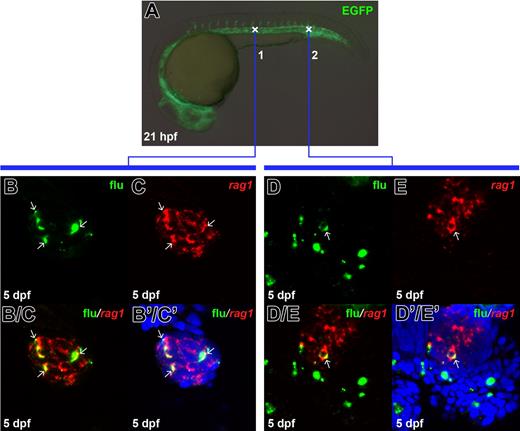 Figure 2. The fli1EGFP-positive hematopoietic cells in the ICM labeled before circulation initiation can contribute to T cells. (A) Live image of the 21-hpf Tg(fli1:eGFP) transgenic embryo indicates the uncaging positions in the anterior (cross 1) or posterior (cross 2) part of the ICM. (B, C) Confocal images of the flu and rag1 signals in the 5-dpf thymus. The embryos were uncaged at cross 1 in A, fixed at 5 dpf, and co-stained with flu and rag1 RNA. (B/C) Merged image of panels B and C. (B'/C') Superimposed view of panels B/C and DAPI signal (blue). (D, E) Confocal images of the flu and rag1 signals in the 5-dpf thymus. The embryos were uncaged at cross 2 in panel A, fixed at 5 dpf, and co-stained with flu and rag1 RNA. (D/E) Merged image of panels D and E. (D'/E') Superimposed view of panels D/E and DAPI signal (blue). Arrows indicate the overlapping of flu and rag1 staining.