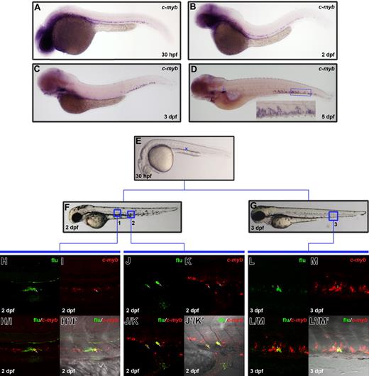 Figure 3. Dynamic c-myb expression and migration of c-myb–positive cells from the ventral wall of DA to PBI. (A-D) WISH shows c-myb expression pattern at 30-hpf, 2-dpf, 3-dpf, and 5-dpf embryos. The inset is a high magnification of the boxed region. The arrow in panel D indicates c-myb expression in the kidney. (E-G) Lateral view of 30-hpf, 2-dpf, and 3-dpf embryo. Embryos were uncaged in the anterior part (blue cross in panel E) of ventral wall of DA, fixed at 2 dpf or 3 dpf, and co-stained with flu and c-myb RNA. (H, I) Confocal images of the boxed region 1 in panel F show flu and c-myb signals in the original uncaged region (corresponding to the region marked by the blue cross in panel E) at 2 dpf. (H/I) Merged view of panels H and I. (H'/I') Superimposed view of panels H/I and DIC image. (J, K) Confocal images of the boxed region 2 in panel F show flu and c-myb signals in the PBI at 2 dpf. (J/K) Merged image of panels J and K. (J'/K') Superimposed view of panels J/K and DIC image. (L, M) Confocal images of the boxed region 3 in panel G show flu and c-myb signals in the PBI at 3 dpf. (L/M) Merged image of panels L and M. (L'/M') Superimposed view of panels L/M and DIC image. Arrows (H-L'/M') indicate the co-staining of flu and c-myb.