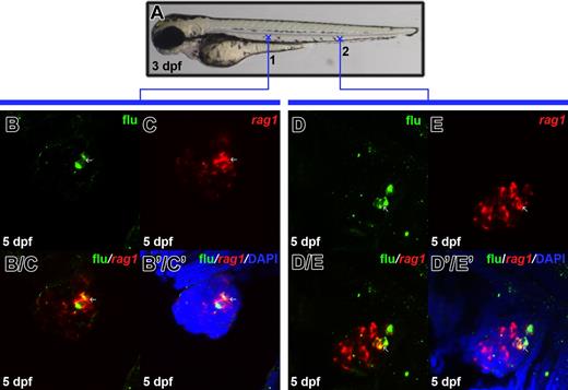 Figure 5. Definitive HSPCs in the PBI can give rise to T cells. (A) Lateral view of 3-dpf fish indicates the uncaging positions (cross 1: the trunk region; cross 2: the PBI region). (B, C) Confocal images of the flu and rag1 signals in the 5-dpf thymus. The embryos were uncaged at cross 1 in panel A, fixed at 5 dpf, and co-stained with flu and rag1 RNA. (B, C) Merged image of panels B and C. (B'/C') Superimposed view of panels B/C and DAPI staining. (D, E) Confocal images of the flu and rag1 signals in the 5-dpf thymus. The embryos were uncaged at cross 2 in panel A, fixed at 5 dpf, and co-stained with flu and rag1 RNA. (D/E) Merged image of panels D and E. (D'/E') Superimposed view of panels D/E and DAPI staining. Arrows indicate the co-staining of flu and rag1.