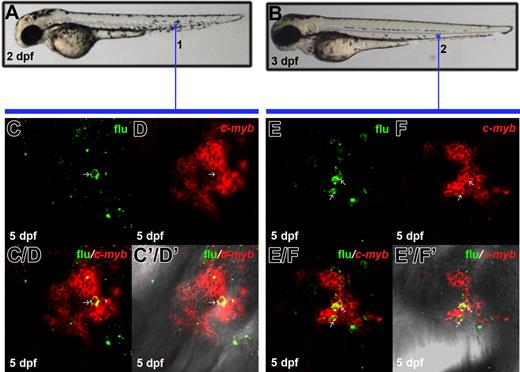 Figure 6. Definitive HSPCs in the PBI can populate pronephros. (A, B) Lateral view of 2-dpf (A) and 3-dpf (B) fish indicates the uncaging positions (cross 1 and 2). (C, D) Confocal images of the flu and c-myb signals in the 5-dpf kidney. The embryos were uncaged at cross 1 in panel A, fixed at 5 dpf, and co-stained with flu and c-myb RNA. (C/D) Merged image of panles C and D. (C'/D') Superimposed view of panels C/D and DIC image. (E, F) Confocal images of the flu and c-myb signals in the 5-dpf kidney. The embryos were uncaged at cross 2 in panel A, fixed at 5 dpf, and co-stained with flu and c-myb RNA. (E/F) Merged image of panels E and F. (E'/F') Superimposed view of panels E/F and DIC image. Arrows indicate the co-staining of flu and c-myb.