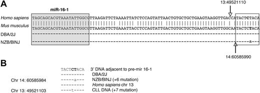 Figure 4. Point mutation in 3′ DNA adjacent to pre–mir-16-1 region in NZB. (A) Nucleotide sequence comparison of the region of mouse chromosome (chr) 14 and human chr 13 on which miRNA mir-16-1 is located. The top sequence is the database reference sequence20 (antisense strand) in Homo sapiens for hsa-mir-16-1 with sense strand base coordinates (NCBI36) 13:49 521 099 to 13:49 521 187 The second sequence is the antisense of the database reference sequence in Mus musculus for mmu-mir-16-1 with the sense strand base coordinates (NCBIM36) 14:60 585 981 to 60 586 067. The sequence homology between the mir-16-1 region (including the 3′ flanking region) of Mus musculus (chr 14) and of Homo sapiens (chr 13) is shown (vertical arrows indicate the end of the pre–mir-16-1 in humans vs mouse). The third and fourth rows are sequence comparisons of splenic DNA from DBA/2J and NZB/BlNJ mice. The sequences are identical to the reference sequence, except for a T → A point mutation (on the antisense strand; A → T point mutation at base 60 585 990 on the sense strand of chr 14) in the NZB/BlNJ. In addition, DNA extracted from DBA/2J (5 weeks old) liver, NZW (5 weeks old) spleen, Balb/C B-cell lymphoma cell line (CH27), C57BL/6 (4 months old) kidney, SJL/J B cell lymphoma line (NJ117), and NOD/SCID (7 months old) liver showed no point mutations, whereas DNA from NZB/BlNJ spleen, liver (14 months old), kidney (15 months old), T-cell lymphoma line (3C2), and malignant B1 cell line (LNC) all had the same point mutation (data not shown). The precursor stem-loop structure sequences (pre-miRNA) are based on established nomenclature.20 In the mouse samples (pre–mmu-mir) for both pre–mir-15a (accession no. MI0000564) and pre–mir-16-1(MI0000565) and mature sequences for both miR-15a (MIMAT0000526) and 16-1 (MIMAT0000527) were also compared, and no other mutation was found in these regions (data not shown). The shaded boxed region is the mature miR-16, and the unshaded boxed region is the 3′ flanking region, which is further compared in panel B. (B) Sequence comparison between human and mouse 3′ adjacent to pre–mir-16-1. The point mutations in NZB/BINJ splenic DNA and in the reported DNA of patients with CLL9 are indicated. The NZB/BINJ splenic DNA shows an A → T mutation at the 60 585 984 base on chromosome 14, which is 6 bases from the end of the mmu-mir-16-1 sequence. CLL DNA has a reported G → A mutation at the 49 521 103 base on chromosome 13, 7 bases from the hsa-mir-16-1 sequence.9