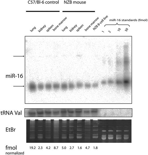 Figure 5. Northern analysis. The expression of miR-16 was analyzed by Northern blots with RNA from 4 different tissues obtained from C57Bl/6 or NZB mice and the LNC cell line, a malignant B-1 cell line derived from NZB. The expression of mature miR16 (top gel, lower band) was quantitated and normalized to the expression of tRNA (middle gel). The gel was visualized following staining with ethidium bromide (lower gel). The top arrow (top gel) indicates the precursor form of miR-16.