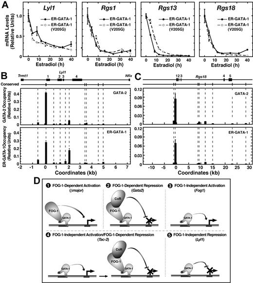 Figure 2. Highly restricted GATA factor occupancy at endogenous Lyl1 and Rgs18 domains. (A) Comparison of transcript levels in G1E cells expressing wild-type ER–GATA-1 or ER–GATA-1(V205G) following β-estradiol treatment (1 μM) for various times up to 40 hours. Transcript levels were normalized to GAPDH transcript levels and, for each clone, the mean value for untreated samples was set to 1 (mean ± SE from 3 independent experiments). GATA factor occupancy was measured at (B) the Lyl1 locus and (C) the Rgs18 locus by quantitative real-time ChIP analysis in G1E–ER–GATA-1 cells. For GATA-2 and GATA-1, ChIPs were conducted using untreated or β-estradiol–treated (1 μM, 24 h) cells, respectively (mean ± SD, 2 to 4 independent ChIP experiments). Mean preimmune control signals did not exceed 0.0026 for Lyl1 or 0.0015 for Rgs18 and are not shown. The positions of conserved (mouse to man) WGATAR, NGATAR, and WGATAN sites in each locus are shown above the graph. All nonconserved WGATAR motifs in the Lyl1 locus were also analyzed by ChIP. Coordinates are based upon distance from the conserved WGATAR motif (TTATCA) in the Lyl1 promoter and the transcriptional start site of the Rgs18 locus. (D) Multiple modes of GATA-1–mediated transcriptional regulation. An example of a gene regulated via each mode is indicated in parentheses.