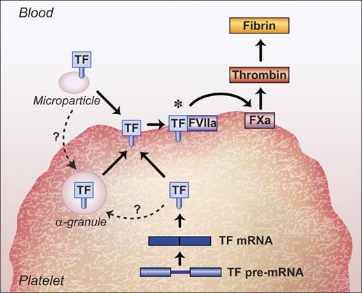 Regulation of TF in platelets. TF on the surface of activated platelets may be derived from (i) binding of TF-positive MPs, (ii) TF stored in α-granules, and (iii) splicing of TF pre-mRNA and translation of the mature mRNA into protein. Once at the cell surface, TF may require activation to reveal its procoagulant activity (*). The dashed lines with question marks identify possible sources of α-granular TF in platelets that require further investigation.