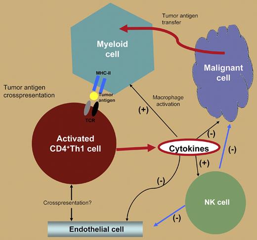 Indirect antitumor mechanisms that can be mediated by activated CD4+ T cells. Rejection implies crosspresentation of tumor antigens by MHC class II molecules on intratumor myeloid cells and maybe on endothelial cells in the tumor stroma. T-cell cytokines (IFN-γ, TNF α/β, GM-CSF) display deleterious effects on tumor vascularization and activate both macrophages and NK cells to become tumoricidal.