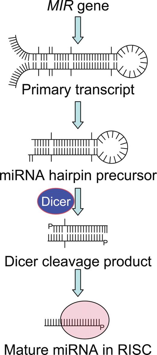 MIR genes encode a primary transcript that gets processed into mature microRNA (miRNA), which becomes the targeting molecule in RNA-induced silencing complexes (RISCs) that exert posttranscriptional control of gene expression.