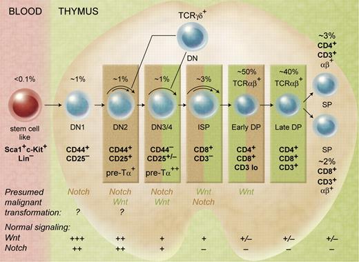 Wnt and Notch signaling during murine T-cell development in the thymus. The roles of Wnt and Notch signaling in both normal and malignant development are indicated. The stages in which constitutively activated forms of molecules in the Wnt or Notch pathways lead to malignant transformation are still somewhat speculative. Data from various sources combining human and mouse models are summarized.1–3 Illustration by A. Y. Chen.
