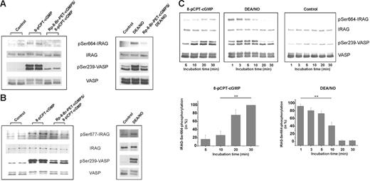 Figure 2. Analysis of IRAG phosphorylation in intact human platelets with pSer664-IRAG and pSer677-IRAG antibodies. (A-B) Phosphorylation of IRAG stimulated in human platelets by 8-pCPT-cGMP (100 μM, 30 minutes) or by DEA/NO (10 μM, 1 minute). Reactions were preincubated with the cGMP kinase inhibitor Rp-8-Br-PET-cGMPS (200 μM, 20 minutes) where indicated. IRAG phosphorylation was analyzed by pSer664-IRAG antibody (A) or pSer677-IRAG antibody (B). Control conditions were performed for 8-pCPT-cGMP by adding H2O and for DEA/NO by adding a final concentration of 1 mM NaOH to the reaction. (C, top) Kinetics of IRAG phosphorylation in human platelets by 8-pCPT-cGMP or by DEA/NO. IRAG phosphorylation was analyzed by pSer664-IRAG antibody. (C, bottom) Statistics of phosphorylation results in percentage of maximal Ser664 phosphorylation. Phosphorylation of VASP analyzed by the phosphospecific pSer239-VASP antibody and immunodecoration with IRAG- and VASP-specific antibodies are shown for comparison.