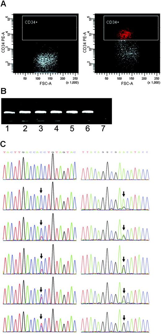 Figure 1. Single-cell sorting, amplification, and mutation scoring. (A) Representative isotype IgG (negative control) and CD34 stainings for patient UPN21. (B) Single-cell 2-step PCR results. Lanes 1-6, DNA from single cells as the template. Lane 7, negative control. (C) Different levels of heteroplasmy of mtDNA mutations at sites 16150 and 189 (arrows) in single cells from leukemia patients DC and UPN17, respectively.