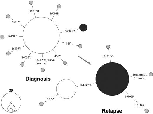 Figure 3. Shift of mtDNA major haplotypes in patient OAM with AML at diagnosis and relapse. The relationship between the haplotypes is presented in a network profile. The circle area is proportional to the haplotype frequency.