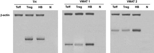 Figure 2. Expression of mRNA for TH (left), VMAT 1 (center), and VMAT 2 (right) in Tregs and Teffs. HB indicates human brain (positive control); n, no RNA (negative control). Data are from 1 representative experiment of 3 separate experiments.