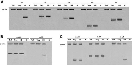 Figure 3. Expression of mRNA for dopaminergic receptors, and α- and β-ARs in Tregs and Teffs. HB indicates human brain (positive control); n, no RNA (negative control). Data are from 1 representative experiment of 3 separate experiments.