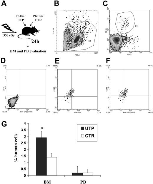 Figure 4. Competitive homing assay in sublethally irradiated NOD/SCID mice coinjected with UTP- and control medium–incubated CD34+ HSCs. Sublethally irradiated NOD/SCID mice (2 different experiments with 6 animals for each group in each experiment) were injected with UTP- and control medium–treated CD34+ HSCs that had been previously stained with red and green PKH dyes (“Materials and methods”). Twenty-four hours after transplantation, BM and PB samples were evaluated by flow cytometry to assess the frequency of human CD34+ HSCs bearing red or green fluorescence. Panels B and C show the gate used to exclude platelets, dead cells, and debris and the gate used to select human CD45+CD34+ HSCs, respectively. (D) Negative control obtained from a mouse that did not undergo transplantation. (E) Representative evaluation of PKH fluorescence in control BM samples. (F) Representative evaluation of PKH fluorescence in UTP-treated BM samples. In PB, no significant difference in the number of circulating UTP- or control medium–primed CD34+ cells was detected. Conversely, in the BM, the percentage of human CD34+ cells was significantly increased by 1-hour preincubation with UTP compared with untreated cells (P < .001; G). Longer times of preincubation with the extracellular nucleotide (ie, 6 and 24 hours) did not give different results. These data indicate that short-term incubation with UTP favors the BM homing of CD34+ cells. Results are expressed as mean ± SEM. *P values less than .05.