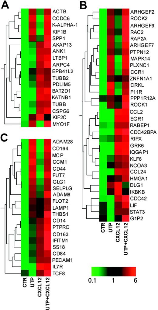 Figure 5. Microarray analysis. Eisen tree map computed using the GeneSpring “gene” tree and the Pearson correlation equation on the modulated probe sets belonging to GO categories of (A) “Cytoskeleton Organization and Biogenesis”; (B) “Cell Motility,” “Small GTPase Mediated Signal Transduction,” and “RHO Protein Signal Transduction”; and (C) “Cell Adhesion.” The signal-based coloring legend is shown at the bottom of the figure. Gene profiling of HSCs was performed after 24 hours of incubation with UTP and CXCL12.