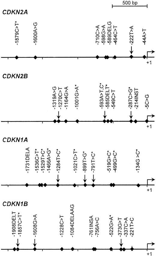 Figure 1. Polymorphisms detected in the promoter regions of CDKN2A, CDKN2B, CDKN1A, and CDKN1B. pSNPs that were genotyped in this report are identified by arrows; those reported in public databases are marked by an asterisk. The promoter positions were numbered with respect to the first nucleotide of the first exon as +1, and the nucleotide immediately upstream as −1.