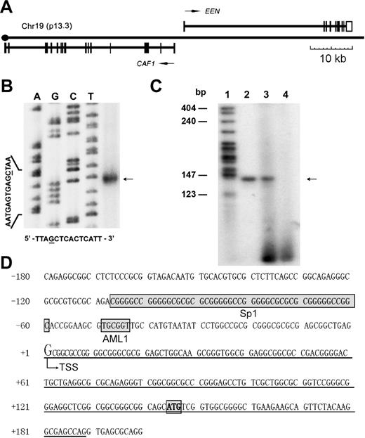 Figure 1. Genomic structure and transcription start site (TSS) of the EEN gene. (A) Schematic diagram of the structure of the contig-containing EEN gene and head-to-head–located CAF1 gene. (B) Identification of the TSS of the EEN gene by RNase protection assay. The sequencing result of M13mp18 is shown as the length reference (left 4 lanes). The corresponding M13mp18 sequence is shown at the bottom. The protected RNA band is indicated by the arrow. (C) Further verification of the EEN TSS by primer extension assay. A specific reverse transcription primer EEN-exten was end-labeled with γ-32P by T4 polynucleotide kinase, annealed to 20 μg total RNA from HL60 cells, and extended by reverse transcriptase. The extension product (lane 3) was analyzed on 7M urea, 8% polyacrylamide gel along with a 32P-labeled 140 bp PCR product (lane 2) and MspI-digested pBR322 (lane 1). Lane 4 was loaded with blank control without RNA in the reverse transcription reaction. (D) The genomic sequence containing the TSS of the EEN gene. The first exon is underlined and the start codon is bolded and boxed. TSS is used as the reference point (+1, with an enlarged G) for numbering the EEN promoter sequence. The positions of the SP1 and AML1 binding sites are also boxed.