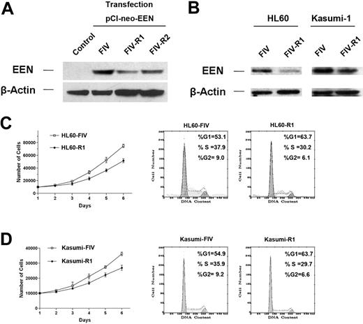 Figure 6. EEN RNAi in the hematopoietic cells. Western blot analysis showing RNA interference in 293T cells (A) and HL60 and Kasumi-1 cells (B). (C) The cell proliferation curves and cell-cycle distribution of HL60 cells with FIV-R1 as compared with the control (FIV). Note that the difference in the proliferation between the 2 cell populations becomes significant on day 6 (P = .030). These results were repeated at least 3 times and a representative one is shown. (D) The cell-proliferation curves and cell-cycle distribution of Kasumi-1 with FIV-R1 as compared to the control (FIV). Note the difference in cell proliferation was significant on day 6 (P = .045).