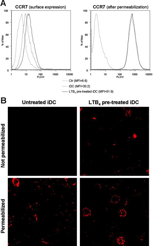 Figure 4. Effect of LTB4 treatment on surface expression of CCR7. (A) FACS analysis of CCR7 expression on the surface and after permeabilization in iDCs after 30 minutes of LTB4 (1 nM) treatment. Gray line indicates isotype control; broken line, iDCs; and black line, LTB4-treated iDCs. (B) CCL19-Fc fusion protein staining of untreated and LTB4-treated iDCs, both before and after permeabilization, analyzed by confocal microscopy (×100).