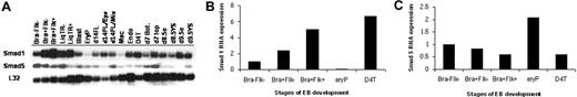 Figure 1. Smad1 expression levels correlate with hemangioblast specification during ES/EB differentiation. (A) mSmad1 RNA expression in cells or colonies derived from the ES cell/EB system, or embryonic tissues. Ribosomal L32 expression levels serve as an internal control. Samples are as follows: Bra−Flk−, nonmesodermal early EB cells; Bra+Flk−, EB cells sorted for Brachyury (mesoderm population); Bra+Flk+, ES cells sorted for Brachyury and Flk1 (enriched for the hemangioblast population); LiqTR(− and +), transitional colonies from EB cells grown in the presence or absence of cytokines; Blast, blast (hemangioblast-derived) colonies; EryP, primitive erythroblast colonies; d14FL/EPO/mix, cells from day 14 fetal liver cultured without cytokines or with EPO (2 U/mL) only or with a mix of cytokines (EPO, 2 U/mL; kit ligand and IL-3, each 1% conditioned media; IL-11, 5 ng/mL; and TPO, 5 ng/mL); Mac, macrophage colonies; Endo, endothelial cells formed from day 6 embryoid bodies cultured with bFGF (100 ng/mL); D4T, an endothelial cell line; day 7, bottom and top, respectively, of whole day 7 mouse embryos; d8.5 (e and YS), day 8.5 mouse embryo and yolk sac, respectively; d9.5 (e and YS), day 9.5 mouse embryo and yolk sac, respectively. (B) Quantification of mSmad1 RNA expression in a subset of the samples from panel A normalized to the L32 control and graphed as fold change compared to Bra−Flk−. These are data from one representative experiment, but essentially the same results were obtained in at least 3 independent experiments. (C) The same as panel B, except analyzing relative Smad5 mRNA levels. Again, essentially the same results were obtained in at least 3 independent experiments.