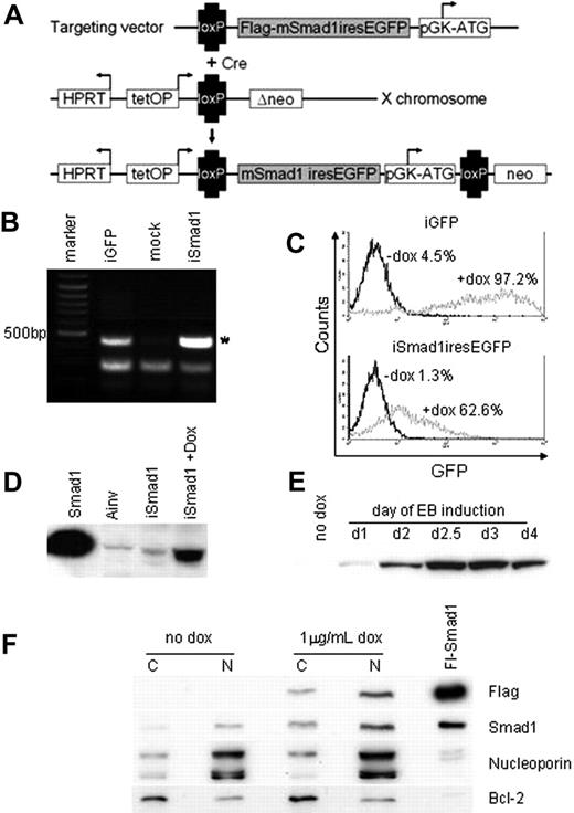 Figure 2. Generation of inducible ES cells directing Smad1 and eGFP expression. (A) iSmad1iresEGFP ES cells were generated using the approach described in Kyba et al.21 Cre-mediated recombination of the targeting vector into the lox site on the X chromosome restores G-418 (NEO) resistance leading to the isolation of transgenic cells capable of tet-on induced sustained transgene expression. (B) Genomic PCR analysis of iSmad1 ES cells demonstrates site-specific transgene integration. Ainv-GFP is an iGFP line and positive control. The asterisk indicates a 500-bp PCR product that is generated only by a correctly integrated transgene. (C) FACS analysis of iGFP and iSmad1iresEGFP ES cell lines showing responsiveness to 1 μg/mL doxycycline. (D) An anti-Flag Western blot of extracts from iSmad1iresEGFP cells untreated (iSmad1) or exposed for 8 hours to 1 μg/mL doxycycline (+dox). A Smad1+ control sample (first lane) along with extract from Ainv parental ES cells (second lane) are also included. (E) An anti-Flag Western blot of extracts made from day 6 embryoid body samples that were induced at different times of development. Once added, the induction was maintained in the EBs until day 6 as described in “Materials and methods.” In all samples EBs were cultured until day 6 when they were harvested and processed by Western blotting. (F) Western blot analysis of cytoplasmic and nuclear extracts from untreated (no dox) and iSmad1 EBs that were induced with doxycycline at day 2 and harvested at day 3 (1 μg/mL dox). For each sample, 30 μg protein lysate was analyzed with the antibodies indicated on the right side of the panel. Note that panel F is composed of 4 different panel strips from top to bottom; each independent strip represents the same samples that were analyzed with the different antisera. Nucleoporin and Bcl-2 are nuclear and cytoplasmic markers, respectively, which indicates that the enriched separation of nuclear and cytoplasmic compartments was successful. The lane marked Fl-Smad1 is a positive control whole cell extract generated by transient transfection of a flag-tagged Smad1 expression vector.