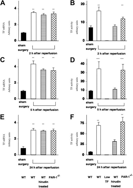 Figure 3. Effect of IR injury on renal TF mRNA expression and functional activity. (A,C,D) TF mRNA was measured in extracts of kidney tissue from WT (n = 12), WT hirudin-treated (n = 7-9/time point), and PAR-1−/− mice (n = 12) at varying times (2, 5, and 24 hours) following renal IR injury or sham surgery (n = 6). (All values are expressed relative to 18S ribosomal RNA, and data are shown as mean ± SEM.) TF mRNA was increased at 2 hours after reperfusion and remained elevated for 24 hours (at all points **P < .001). TF mRNA was not increased in any sham-operated WT or PAR-1−/− animals (WT only shown). (B,D,F) TF functional activity (measured from extracts of kidney tissue using a 1-stage prothrombin assay) was increased in WT mice (n = 16) or PAR-1−/− mice (n = 16) at varying times (2, 5, and 24 hours) following renal IR injury compared with sham surgery (n = 6) (at 2 and 24 hours, **P < .005; at 5 hours, ***P < .05). Renal TF activity was very low from low-TF mice at all time points, and WT hirudin-treated mice had relatively reduced levels of TF activity (n = 7-9/group). IR injury resulted in no significant difference in TF expression between WT and PAR-1−/− mice. (All values are expressed in relative units compared with a standard curve of rabbit thromboplastin in which a 1 in 10 dilution of standard was designated 100 units.)