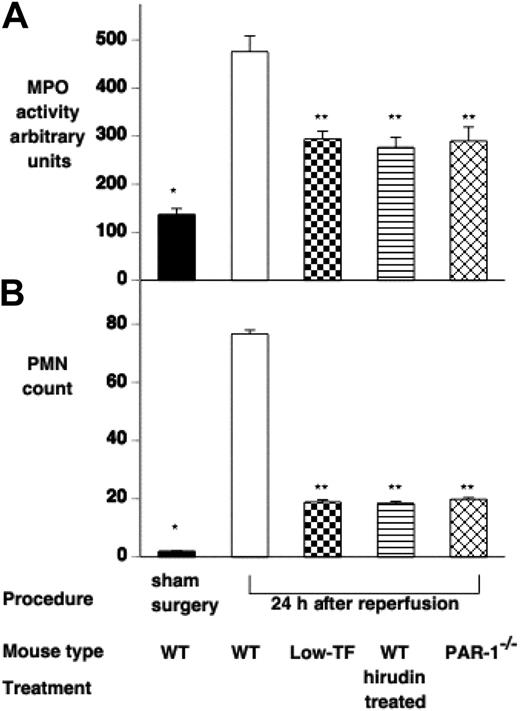 Figure 5. Effect of IR injury on renal polymorphonuclear (PMN) cell infiltration. PMN infiltration was assessed by (A) measuring renal myeloperoxidase activity and (B) counting PMN cells on H&E-stained tissue sections of WT (n = 16), low-TF (n = 7), WT mice treated with hirudin (n = 7) and PAR-1−/− (n = 16) mice undergoing 25 minutes of bilateral ischemia followed by 24 hours of reperfusion or WT mice undergoing sham surgery. WT mice undergoing IR had significantly increased MPO and PMN counts compared with sham-operated mice (*P < .001). Low-TF, WT mice treated with hirudin and PAR-1−/− mice had significantly reduced renal PMN accumulation compared with WT (**P < .001). Data are expressed as mean ± SEM.