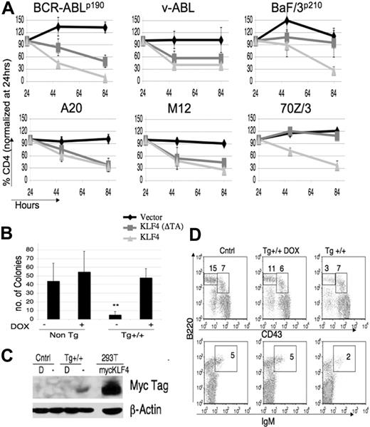 Figure 2. KLF4 overexpression inhibits propagation of B-lymphoid cell lines and blocks transformation of pre-B cells by BCR-ABL. (A) BCR-ABL–transformed pre-B cells, v-Abl–transformed pre-B cells, BaF/3p210 cells, A20, M12, or 70Z/3 cells were transfected or transduced with retroviral vectors including empty vector (MIT or MIC), KLF4(ΔTA) (mutant lacking transactivation domain), KLF4(ΔDBD) (lacking DNA binding domain), or KLF2, a closely related transcription factor. The percentage of marker-positive cells was determined 24, 48, and 84 hours after infection. Data were normalized to the percent positive at 24 hours, which was set at 100% for each virus. All graphs depict the mean plus or minus the standard deviation (SD) of 3 to 5 experiments. (B) A colony formation assay using MMTV-tTA/TRE-KLF4 double transgenic or control bone marrow, transformed with BCR-ABL and incubated with or without DOX. Colonies were scored after 7 days (**P < .01). Data are representative of 5 experiments. (C) Bone marrow from indicated mice was grown in the presence of IL-7 for 5 days treated with or without DOX (“D”), and 1 × 106 cells were immunblotted for myc-tagged KLF4 and β-actin as a loading control. 293T cells transfected with myc-tagged KLF4 were used as a positive control. (D) Bone marrow from indicated mice maintained with or without DOX was stained to determine percentages of progenitor IgM− B cells (pre-B cells: IgM−, B220+, CD43low; pro-B cells: IgM−, B220+, CD43int) and then analyzed by FACS. Cntrl indicates nontransgenic littermates. Results are representative of 5 sets of mice.