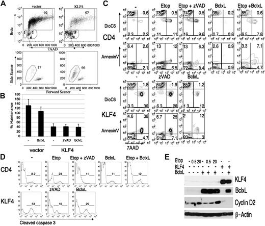 Figure 4. KLF4 infected cells arrest in G1 and die by apoptosis. (A) v-Abl cells were infected with MIC or MIC-KLF4 and then pulsed with BrdU for 6 hours before harvesting at 48 hours. Cells were stained with anti-BrdU antibody and 7-AAD to assess cell-cycle status. Top panel includes the percentages of each phase of the cell cycle, with BrdU-positive cells boxed. Bottom circular gates represent, from left to right, subdiploid, G1, combined S/G2 that have not divided during the BrdU pulse. The bottom panel shows the forward–side scatter dot plot of the G1 cells that have not entered S phase during the BrdU pulse. Many cells within this gate were no longer live cells based on laser scatter parameters and percent death is displayed above the gate. (B) BCR-ABL cells, before or after infection with MIG-Bcl-XL, were superinfected with MIC-KLF4 or empty MIC virus. Some KLF4-transduced samples were treated with zVAD-fmk (100 μM), which was not toxic under these conditions (data not shown). Cells were stained for hCD4 at 24 hours or 48 hours and then analyzed by FACS. The percentage of hCD4+ cells remaining from 24 hours to 48 hours (maintenance) was calculated as in Figure 2A. Error bars represent standard deviations of 3 independent experiments. (C) BCR-ABL cells were treated with etoposide (20 μM) or infected with MIC-KLF4, in the absence or presence of Bcl-XL overexpression, as indicated. Staining with 7-AAD, annexin V, and DioC6 was used to assess plasma-membrane integrity, phosphatidylserine exposure, and mitochondrial-membrane potential. (D) BCR-ABL cells infected with empty MIC virus (CD4) or MIC-KLF4 were treated as in panel C then fixed, permeabilized, and stained for cleaved caspase-3. Data are representative of at least 3 experiments. (E) Cells were infected with MIC-KLF4 and/or MIG-Bcl-XL, then cultured in the absence or presence of etoposide (concentrations in μM) for 24 hours before sorting for hCD4 marker gene expression. Equivalent numbers of sorted cells were then immunoblotted with indicated antibodies, and β-actin was used as a loading control.