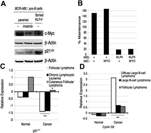 Figure 5. KLF4 regulates expression of candidate target genes. (A) Forced KLF4 expression reduces c-Myc and augments p21CIP expression. BCR-ABL–transformed cells were infected with MIC-KLF4 and magnetically sorted after 24 hours. Parental cells were left untreated or treated with imatinib for 4 hours. Lysates were immunoblotted with indicated antibodies. Representative blot from 3 experiments is shown. (B) Restoration of c-Myc does not rescue depletion by KLF4. v-Abl cells were double infected as in Figure 4B and maintenance of cells expressing both markers was measured from 24 to 48 hours. (+) indicates empty vector. (C, D) Compiled Oncomine expression data for p21CIP and cyclin D2 with normal lymphoid tissue compared with the indicated B-cell malignancies (*P < .05, **P < .01).