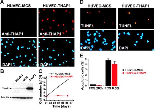 Figure 1. Retroviral-mediated gene transfer of THAP1 inhibits EC proliferation. (A) Indirect immunofluorescence analysis of HUVECs transduced with pMLV-MCS (HUVEC-MCS) or pMLV-THAP1 (HUVEC-THAP1) retroviral expression vectors, with anti-THAP1 polyclonal antibodies. Nuclei were counterstained with DAPI. (B) Western blot analysis of HUVEC-MCS and HUVEC-THAP1 with anti-THAP1 polyclonal antibodies or anti–αtubulin (loading control) mouse monoclonal antibody. (C) Analysis of cell proliferation in HUVEC-MCS and HUVEC-THAP1. Expression of THAP1 results in inhibition of EC proliferation. (D) TUNEL labeling of apoptotic nuclei in HUVECs transduced with pMLV-MCS (HUVEC-MCS) or pMLV-THAP1 (HUVEC-THAP1) retroviral expression vectors, and incubated in low-serum media for 24 hours. Nuclei were counterstained with DAPI. (E) Apoptosis levels were quantified in HUVEC-MCS and HUVEC-THAP1 incubated in high-serum (20% FCS) or low-serum (0.5% FCS) media for 24 hours. TUNEL labeling of apoptotic nuclei was performed at day 4 after infection and at least 500 cells were counted for each condition. Results are mean and SD of 2 independent retroviral transduction experiments.