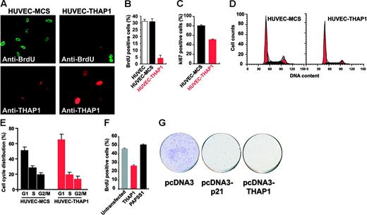 Figure 2. Ectopic expression of THAP1 into primary human ECs inhibits cell-cycle progression and blocks S-phase DNA synthesis. (A) Inhibition of DNA synthesis in ECs expressing THAP1. HUVECs transduced with pMLV-MCS (HUVEC-MCS) or pMLV-THAP1 (HUVEC-THAP1) retroviral expression vectors were pulse-labeled with BrdU for 90 minutes. Cy2-conjugated anti-BrdU antibody was used to identify cells incorporating BrdU in the S phase of the cell cycle. Cells were visualized for BrdU incorporation (top panels) and THAP1 expression (bottom panels). (B) The graph shows the percentage of BrdU+ cells in HUVEC, HUVEC-MCS, and HUVEC-THAP1 cell populations. At least 500 cells were counted for each condition. Results are the mean of 2 independent retroviral transduction experiments. (C) Down-regulation of nuclear proliferation marker Ki-67 in ECs expressing THAP1. The graph shows the percentage of Ki-67+ cells in HUVEC-MCS and HUVEC-THAP1 cell populations. Ki-67 is a marker of cycling cells in late G1 and S-G2/M cell-cycle phases; therefore, reduction in the number of Ki-67+ cells in HUVEC-THAP1 indicates an inhibition of cell-cycle progression in ECs expressing THAP1. (D) Flow cytometry analysis of cell-cycle distribution in HUVEC-MCS and HUVEC-THAP1 cell populations. Black area represents cells in S phase, and red area represents cells in G1 and G2/M phases. (E) Ectopic expression of THAP1 into HUVECs inhibits cell-cycle progression at the G1/S transition. The graph shows the percentage of cells in G1, S, and G2/M phases of the cell cycle in HUVEC-MCS and HUVEC-THAP1 cell populations. Results are the mean of 2 independent retroviral transduction experiments. (F) Ectopic expression of THAP1 into human U2OS osteosarcoma cancer cells inhibits S-phase DNA synthesis. The graph shows the percentage of BrdU+ cells in control untransfected cells or in U2OS cell populations expressing THAP1 (% BrdU+ cells in the THAP1+ population) or the unrelated nuclear factor PAPSS1 (% BrdU+ cells in the PAPSS1+ population). Analysis was performed 48 hours after transfection. (G) Ectopic expression of THAP1 impairs growth of U2OS cells. Cells transfected with indicated pcDNA3 expression vectors were selected in neomycin for 14 days prior to crystal violet staining. Error bars in panels B, C, E, and F indicate SD.