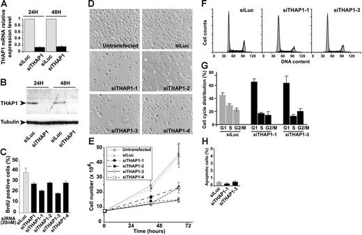 Figure 4. Silencing of endogenous THAP1 inhibits EC proliferation, S-phase DNA synthesis, and G1/S cell-cycle progression. (A) siRNA-mediated knock-down of THAP1 mRNA in primary human ECs. Levels of THAP1 mRNA were analyzed by qPCR at different time points after transfection of siTHAP1 or siLuc control siRNAs (20 nM final concentration). (B) siRNA-mediated silencing of THAP1 protein in primary human ECs. Levels of THAP1 and αtubulin proteins were analyzed by Western blot at different time points after transfection of siTHAP1 or siLuc control siRNAs (20 nM final concentration). (C) Knock-down of THAP1 in primary human ECs inhibits S-phase DNA synthesis. The graph shows the percentage of BrdU+ cells in HUVECs transfected with siLuc, siTHAP1 (pool), siTHAP1-1, siTHAP1-2, siTHAP1-3, or siTHAP1-4 siRNAs. At least 500 cells were counted for each condition. Results are the mean of 2 independent experiments performed 48 hours after siRNA transfection. (D,E) siRNA-mediated knock-down of THAP1 inhibits proliferation of primary human ECs. Representative photos (D) of HUVECs treated with siLuc or the 4 individual THAP1 siRNAs are shown. Cell count assay (E) showing inhibition of proliferation in ECs treated with the 4 individual THAP1 siRNAs compared with untreated cells or ECs treated with siLuc control siRNA. Results are the mean of 3 independent experiments. (F,G) Knock-down of THAP1 in primary human ECs inhibits G1/S cell-cycle progression. Flow cytometry analysis of cell-cycle distribution (F) in HUVECs transfected with siLuc, siTHAP1-1, or siTHAP1-3 siRNAs. Black area represents cells in S phase, and gray area represents cells in G1 and G2/M phases. The graph shows the percentage of cells in G1, S, and G2/M phases of the cell cycle (G) in HUVECs transfected with siLuc, siTHAP1-1, or siTHAP1-3 siRNAs. Results are the mean of 3 independent experiments performed 48 hours after siRNA transfection. (H) Apoptosis levels were quantified in HUVECs transfected with siLuc, siTHAP1-1, or siTHAP1-3 siRNAs. TUNEL labeling of apoptotic nuclei was performed 48 hours after siRNA transfection, and at least 500 cells were counted for each condition. Results are the mean of 3 independent experiments. Error bars in panels C, G, H indicate SD.
