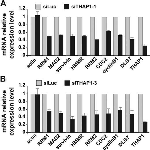 Figure 5. Knock-down of endogenous THAP1 in human primary ECs inhibits expression of pRB/E2F cell-cycle target genes RRM1, Mad2, survivin, HMMR, RRM2, CDC2, cyclin B1, and DLG7. (A,B) Expression level analysis by qPCR following siRNA-mediated knock-down of THAP1 in primary human ECs. RNA was isolated from ECs transfected with siTHAP1-1 (A), siTHAP1-3 (B), or siLuc siRNAs 48 hours after siRNA transfection, and used for qPCR analysis with the indicated human gene primers (control gene: actin; pRB/E2F cell-cycle target genes: RRM1, Mad2, survivin, HMMR, RRM2, CDC2, cyclin B1, and DLG7). NF-KB2 p100 was used as a control gene for normalization. The mean and standard error for 2 independent data sets are shown.