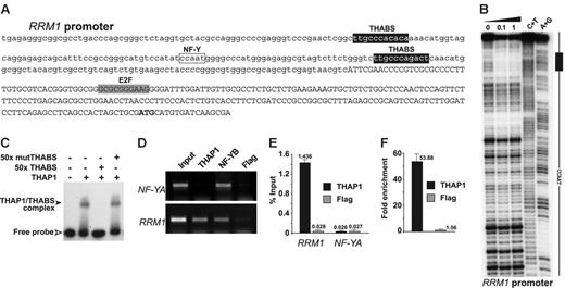 Figure 6. THAP1 binds to the RRM1 promoter in vitro and in vivo. (A) Sequence of the RRM1 promoter indicating the positions of THAP1 binding sites (THABS), E2F cell-cycle regulatory elements, and NF-Y/CCAAT box. The mRNA region is indicated in uppercase letters. The initiating methionine is shown in bold. (B) Dnase I footprinting analysis of RRM1 promoter region. Lane 0, partial DnaseI cleavage of DNA fragment without incubation with protein. Lanes 0.1 and 1, partial DnaseI cleavage after incubation with 0.1 μM or 1 μM THAP domain of human THAP1, respectively. Lanes C+T and A+G, Maxam-Gilbert chemical sequencing references (cleavage after pyrimidine C+T and purine A+G). (C) In vitro EMSA using the first THABS motif of RRM1 promoter and 0.1 μM THAP domain of human THAP1. A 50-fold molar excess of wild-type (THABS) and mutant (mutTHABS) cold competitor oligonucleotides were used to show specificity of binding. (D) Identification of endogenous THAP1 on the RRM1 promoter in vivo using ChIP assays. Cross-linked chromatin from proliferating HUVECs was subjected to immunoprecipitation with antibodies against THAP1, NF-YB (positive control), and Flag epitope (negative control). The NF-YA promoter was used as a positive control for the NF-YB transcription factor and a negative control promoter for THAP1. (E) ChIP-qPCR assays were used to quantify the amount of RRM1 or NF-YA promoter DNA precipitated by anti-THAP1 or anti-Flag antibodies. Immunoprecipitated DNA was quantified in triplicate by qPCR using the percent of input method (see “Materials and methods”). A representative experiment out of 3 is shown. (F) Fold enrichment of THAP1 on the RRM1 promoter was calculated by dividing the amount of RRM1 promoter DNA precipitated by anti-THAP1 antibodies to the amount of DNA precipitated from the NF-YA negative control promoter. No enrichment was observed with anti-Flag negative control antibodies. Error bars in panels E and F indicate SD.