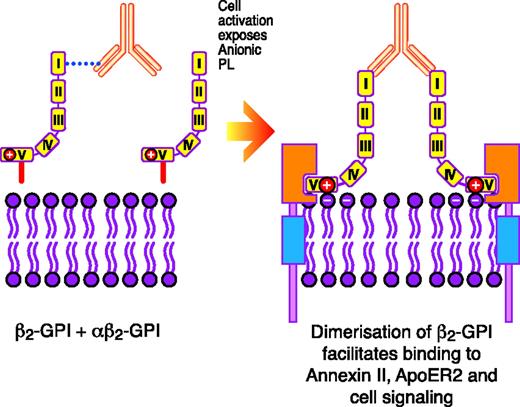 Figure 1. Schematic representation of how anti–β2-GPI Abs in complex with β2-GPI may interact with certain surface receptors on platelets (eg, ApoER2′) and endothelial cells (eg, annexin II, also known as annexin A2) to induce cellular activation. Reprinted from Miyakis et al17 with permission.