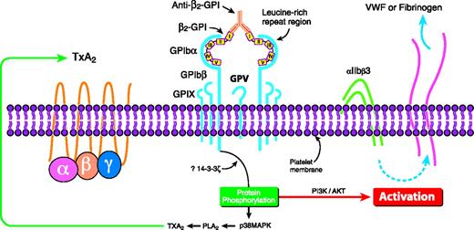 Figure 2. Proposed mechanism of how anti–β2-GPI Abs in complex with β2-GPI may crosslink the GPIbα subunit of the GPIb-IX-V receptor on platelets to induce activation of the p38 MAPK/PLA2 and the PI3K/Akt intracellular pathways, potentially leading to thromboxane A2 production and the activation of αIIbβ3. TxA2 indicates thromboxane. Reprinted from Shi et al27 with permission.